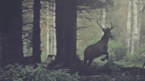 Infographic Video, Random Gif, A Deer, Moving Pictures, Aesthetic Gif, Character Aesthetic, Video Clip, Animal Gifs, User Interface