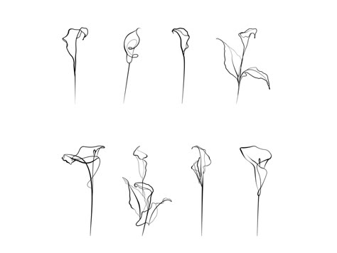 Calla lilies. by Elena Nikol Calla Lily Spine Tattoo, Calla Lily Line Art, Calla Lily Tattoo Simple, Calla Flower Tattoo, Cala Lillies Tattoo, Calla Lilies Tattoo, Calalilly Tattoo Calla Lily, Calla Lily Illustration, Peace Lily Tattoo