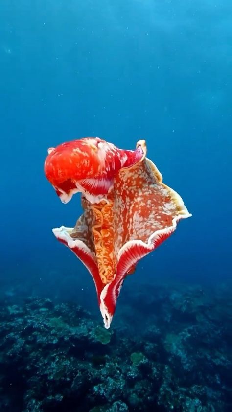 (via: @kotravellers ) 💃 The Spanish dancer, scientific name Hexabranchus sanguineus (literally meaning "blood-colored six-gills"), is a… | Instagram Spanish Dancer, Scientific Name, Sea Slug, Artist Profile, Slug, Animal Planet, Animals And Pets, Dancer, Audio