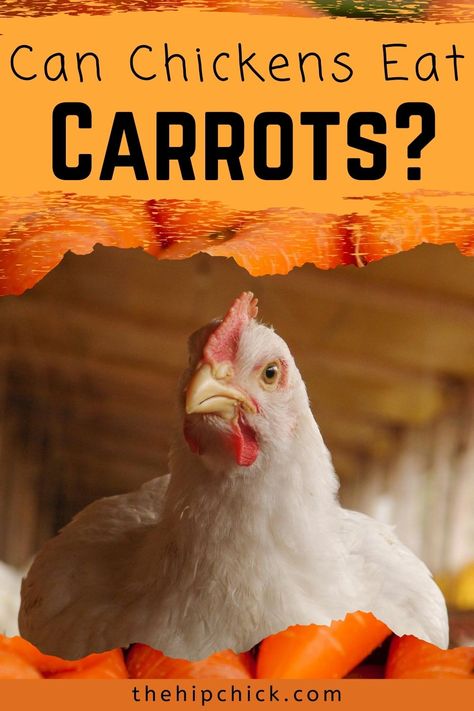 There are many foods that chickens can eat but, are carrots one of them? Learn about the nutritional benefits carrots offer to chickens as well as ideas for feeding them. #thehipchick #chickens #carrots #farmanimal #animals #lifeonthefarm #homestead Calcium Rich Foods For Chickens, Plants Chickens Like To Eat, Can Chickens Eat Carrots, Food Scraps For Chickens, How To Cut Carrots, Plants Chickens Wont Eat, Snacks For Chickens, What To Feed Chickens, Feeding Chickens