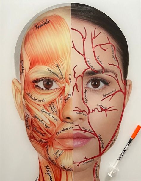 Facial Artery Anatomy, Facial Anatomy For Injectors, Anatomy Of The Face, Facial Muscles Anatomy, Aesthetic Injector, Anatomy Education, Aesthetic Training, Medical Aesthetician, Facial Anatomy