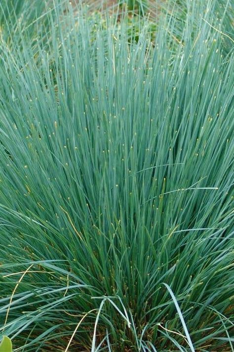 These 20 Ornamental Grasses Give You a Full, Textured Garden Low Growing Ornamental Grasses, Textured Garden, Blue Oat Grass, Full Shade Plants, Best Plants For Shade, Rye Grass, Sun Loving Plants, Deer Resistant Plants, Grass Type