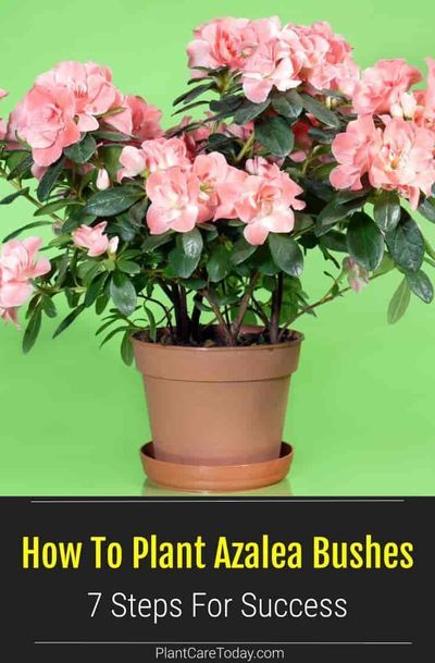 Learn how to plant Azalea bushes in 7 easy steps. Learn the best location, conditions, and techniques to grow healthy thriving Azalea plants. [GUIDE] Azaleas Perennial, Planting Azaleas Tips, When To Plant Azalea Bushes, Where To Plant Azaleas, What To Plant With Azaleas, Azelia Bush, Planting Azaleas, Azalea Plant, Leaf Compost