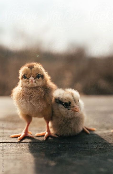 Baby Chick Tattoo, Baby Chicks Photography, Baby Animals Real, Easter Minis, Tiny Farm, A Quiet Life, Backyard Chicken Farming, Baby Farm Animals