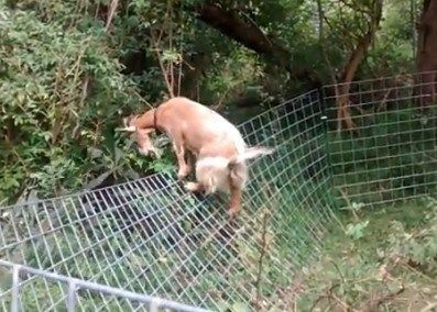 Goat Fencing, Goat Fence, Goat Playground, Keeping Goats, Goat Shelter, Goat Pen, Female Goat, Goat House, Raising Farm Animals