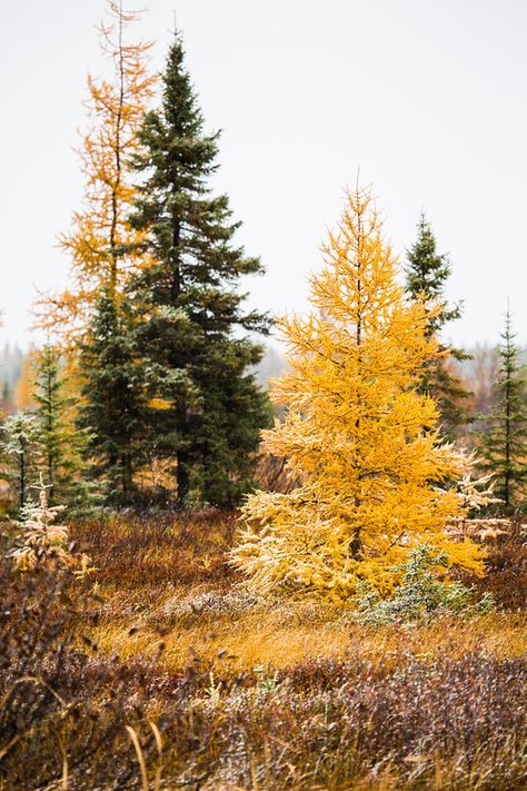 The Autumn yellow of the Tamarack stands out among the evergreen pines in the northern forests of Ontario, Canada Tamarack Trees In The Fall, Tamarack Tree, Buffalo Farm, Trees Photos, Larch Tree, Yellow Autumn, Painting Trees, Unique Trees, Tree Photography