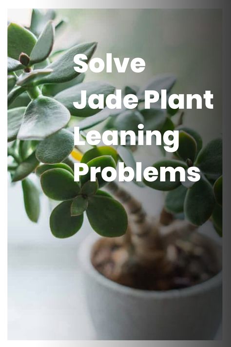 Discover easy solutions for your leaning jade plant woes! If your jade plant is showing signs of distress by leaning over, don't fret. Most often, this issue can be easily resolved by addressing factors such as inadequate lighting. Dive into quick fixes to keep your beloved houseplant thriving and upright. Bamboo Stakes, Hawthorn Tree, Yucca Plant, Gardening Gear, Jade Plant, Holly Tree, Crabapple Tree, Fiddle Leaf Fig Tree, Banana Tree