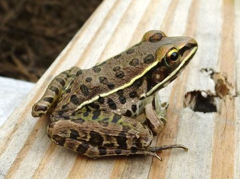 Southern Leopard Frog Frogs and Toads of Mississippi - Leopard Frog, Common Frog, Tree Frog, Green Frog, Frog And Toad, Tree Frogs, Kayak Fishing, Soft Plastic, Fish Art