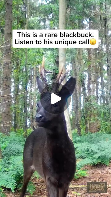 Wildlife Rescuers on Instagram: "The rare black roe buck is a striking variation of the common roe deer, distinguished by its dark, almost black fur. This elusive creature is native to Europe and is known for its agile movements through dense forests. Unlike its more common counterparts, the black roe buck has a distinctive, deep and gruff barking call, especially during the rutting season. This call serves as a territorial signal and a way to attract mates.   Video by @hunterbrothersofficial Feel free to explore the gallery of this page, where you can express your support, admiration, and indulge in more amazing wildlife photography.  #wildlife #wildanimals #animals #cuteanimals #animallovers #deer #roedeer #blackroedeer #buck #blackbuck #blackroebuck" Photography Wildlife, Roe Deer, Donkeys, Sweet Animals, Zebras, Wildlife Photography, The Gallery, Beautiful Things, Moose