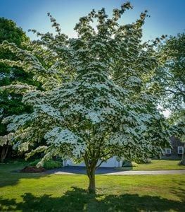 Full Sun Trees Backyards, Medium Sized Trees Front Yards, Best Shade Trees For Small Yards, Chaste Tree Landscape, Small Trees For Shaded Area, Fir Trees Landscape Yards, Patio Trees Ideas, Side Of House Landscaping Ideas Full Sun, Specimen Trees Focal Points