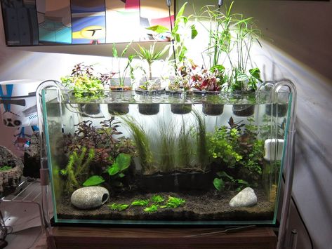 ruuuey's 17G riparium - The Planted Tank Forum Semi Aquatic Plants, Riparium Diy, 10 Gallon Tank Ideas, Best Fish For Aquaponics, Indoor Aquaponics, Aquarium Garden, Fish Tank Terrarium, Cool Fish Tanks, Fish Tank Design