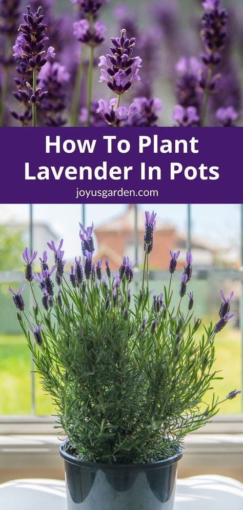 Lavender plants are well suited to growing in pots. Growing lavender plants in pots is fun and easy. Here's how to plant lavender in a pot including lavender planting tips & the soil mix to use.#lavenderplant #gardeningforbeginners Growing Lavender From Seed, Lavender Gardening, Lavender Cuttings, Lavender Plant Care, Grow Lavender, Lavender Varieties, Lavender Plants, Growing Lavender, Lavender Garden