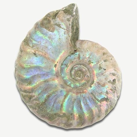 Opalized Ammonite, Shell Sticker, Black Pinterest, Blue Morpho Butterfly, Morpho Butterfly, Blue Morpho, Smithsonian Institution, Spring Jewelry, Rocks And Gems