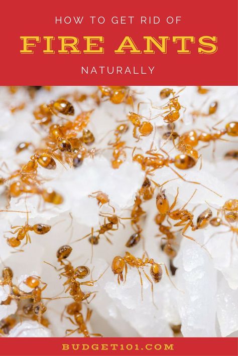 Kill Fire Ants Naturally using their own instincts against them- Budget101.com Natural Fire Ant Killer For Yard, Natural Fire Ant Killer, Kill Fire Ants Naturally, Kill Fire Ants In Yard, How To Get Rid Of Fire Ants In The Yard, Fire Ants How To Get Rid Of, Ants In Garden, Kill Fire Ants, Pruning Basil