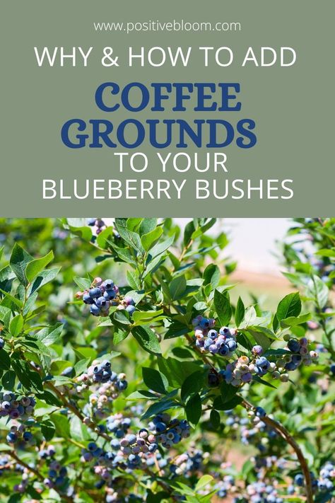 If you use homemade fertilizers, then check out this article if you want to know what is the proper way to add coffee grounds to your blueberry bushes. Pruning Blueberry Bushes, Blueberry Gardening, Blueberry Bush, Raised Garden Beds Diy Vegetables, Growing Blackberries, Growing Blueberries, Berry Garden, Blueberry Plant, Homestead Gardens