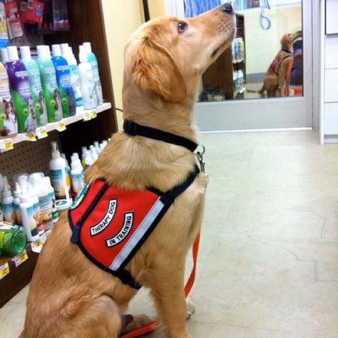 Golden Retriever puppy therapy dog in training Golden Retriever Therapy Dog, Class Pets, Disabilities Awareness, Golden Retriever Grooming, Dog Therapy, Golden Retriever Training, Dog Golden Retriever, Service Dogs Gear, Dog Breeding