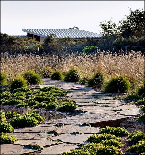 Irregular stepping stone path thru garden by Bernard Trainor + Associates Bernard Trainor, Stone Paving, Planting Design, Dry Garden, Monterey California, Coastal Gardens, Grasses Garden, Stone Path, Landscape Designs