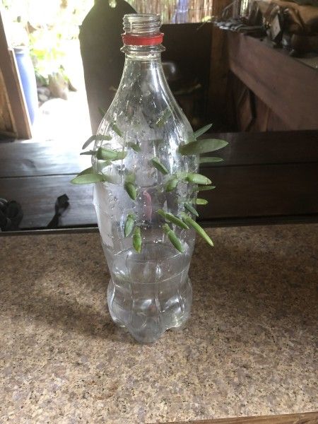 Grow Succulents From Clippings, Propogate Succulents, Planting Containers, Propagate Succulents From Leaves, Water Vase, Plants Grown In Water, Cactus House, Grow Succulents, Plants In Bottles