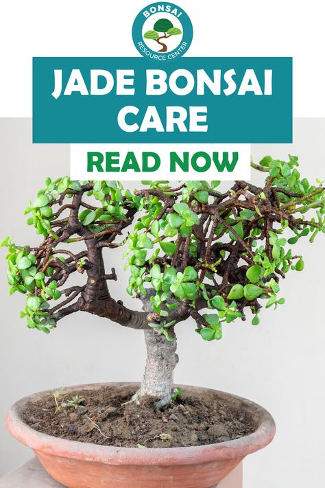 The jade plant, known for its fleshy leaves and vibrant green color, is an excellent choice for bonsai enthusiasts who want to add a touch of sophistication to their collection. But mastering the art of jade bonsai requires knowledge, patience, and dedication. Don’t worry though, once you get the hang of it, Jade plants are really easy to care for! Jade Bonsai Tree, Bonsai Jade Plant, Jade Bonsai For Beginners, Jade Bonsai Styles, Jade Plant Bonsai, Closed Terrarium Plants, Closed Terrarium, Money Tree Plant, Jade Bonsai