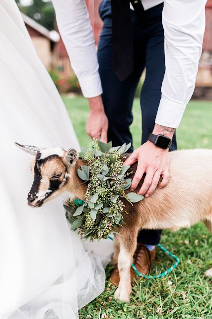 Wedding With Goats, Wedding Venues Midwest, Goat Wedding, Vines Photography, Wedding Planning Checklist Budget, Elegant Country Wedding, Marigold Wedding, Apple Orchard Wedding, Animal Wedding