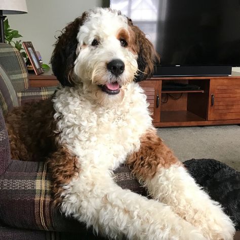 Saint Bernard Poodle, Saint Berdoodle, Giant Poodle, St Berdoodle, Best Apartment Dogs, Dream Puppy, Puppy Fever, Cute Poodle, Poodle Mix Dogs