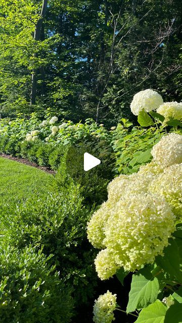 Sustainable Landscapes on Instagram: "A natural fence that is both beautiful and functional!  Annabelle Hydrangeas serve as the backdrop, with green velvet boxwoods framing the front row. Soon the opening will be home to a cedar arbor to create a timeless focal point 👌  #beautifulbackyard #hydrangeas #landscapedesign #landscaping #landscape #sustainabledesign #traversecitylandscape" Incrediball Hydrangea And Boxwood, Hydrangea Along Fence, Boxwoods And Hydrangeas Front Of House, Boxwood And Hydrangea Landscaping, Hydrangea And Boxwood Landscaping, Arborvitae And Hydrangea Landscaping, Hydrangeas And Boxwoods, Boxwood Landscaping Front Yard, Landscaping With Boxwoods