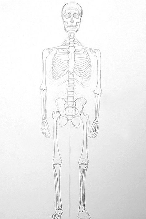 Skeleton Sketch Easy, How To Draw A Skeleton, Skeleton Drawing Reference, Human Skeleton Drawing, Skeleton Drawing Easy, Skeleton Art Drawing, Draw A Skeleton, Human Body Bones, Skeleton Sketch