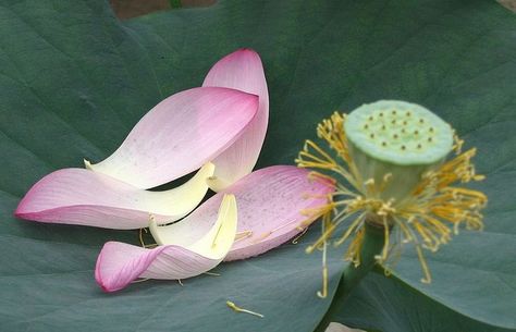 Lotus Petal, Lego Diy, Football Wallpaper, Beijing, White Flowers, Beautiful Flowers, Lotus, Plant Leaves, Lego