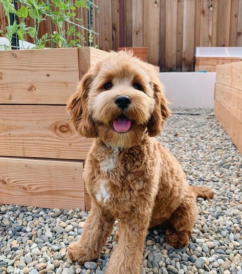 Teddy Haircut, Cockapoo Haircut Styles, Cockapoo Full Grown, Doodle Haircut Styles, Cavapoo Full Grown, Berry Ideas, Mini Cockapoo, Cavapoo Dogs, Puppy Tips