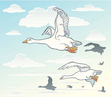 1,841 Geese Flying Illustrations & Clip Art - iStock Flying Goose Illustration, Goose Illustration, Flying Goose, Geese Flying, Flying Geese, Free Vector Graphics, Bird Feathers, Watercolor Illustration, Vector Graphics