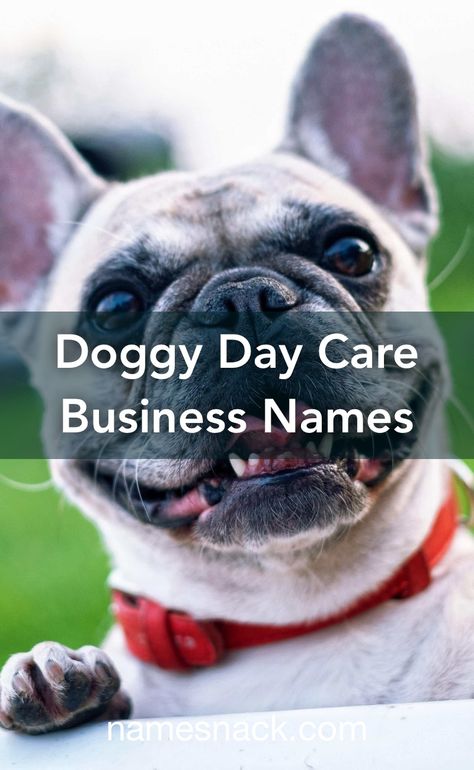 Dog Boarding Business Ideas, Dog Boarding Business Names, Small Dog Daycare Ideas, Doggie Day Care Ideas, Doggy Day Care Ideas, Doggie Daycare Ideas Business, Doggie Daycare Ideas, Doggy Daycare Ideas, Dog Daycare Ideas