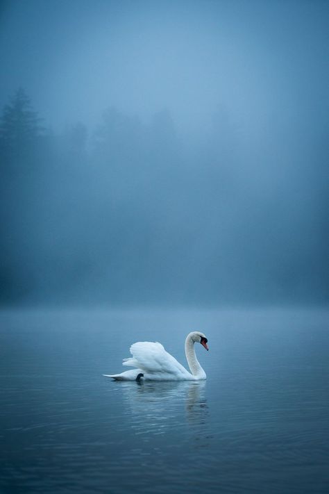 Swan Photos, Swan Wallpaper, Swan Painting, Swans Art, Beautiful Swan, White Swan, Backgrounds Phone Wallpapers, Swan Lake, Jolie Photo