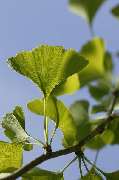 Plantas medicinales: para qué sirven y cuáles son sus beneficios Ginkgo Biloba Tree, Chinese Plants, Maidenhair Tree, Ginkgo Tree, Gingko Leaves, Tree Seeds, Ginkgo Biloba, Ginkgo Leaf, Growing Seeds