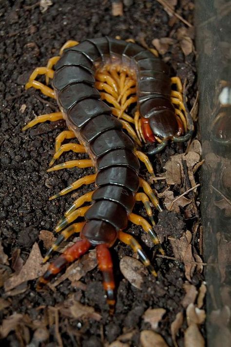 Amazon giant yellow legged centipede Millipedes, Weird Insects, Centipedes, Cool Bugs, Reference Pics, A Bug's Life, Creepy Crawlies, Arthropods, Insect Art