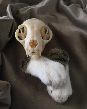 Nermal; Skull Cleaning and Paw Preservation Cat Taxidermy, Water Cremation, What Is Water, Vet Office, Project D, Pet Cemetery, Taxidermy Art, Vulture Culture, Paws And Claws