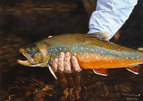 arctic char - Google Search Trout Painting, Lake House Cabin, Trout Art, Fly Fishing Art, River Painting, House Cabin, River Art, Brown Trout, Rainbow Trout