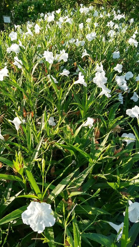 Mexican Petunia Mexican Petunia, Hummingbird Garden, Invasive Plants, Tropical Tree, Condo Ideas, Plant List, Butterfly Garden, Perennial Plants, Day For Night