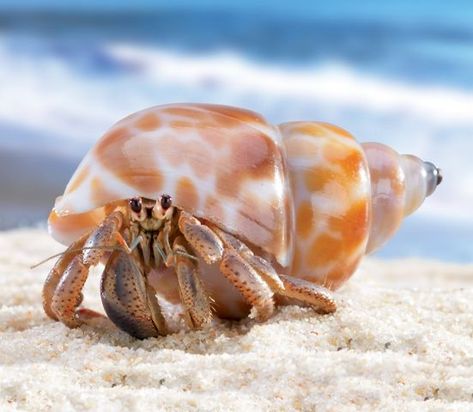 Hermit Crab Care, Hermit Crab Shells, Ocean Projects, Crab Shells, Hermit Crabs, The Hermit, Crab Shack, Life Aquatic, Hermit Crab