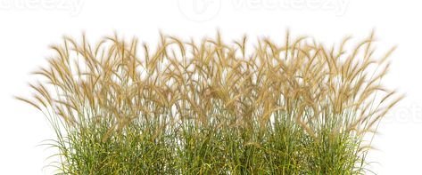 Long meadow grass fields row 3d rendering cutout backgrounds Grass Fields, Best Photo Background, Grass Field, Tree Saw, Heart Tree, Cityscape Photos, Nature Backgrounds, Heart With Arrow, Photo Background