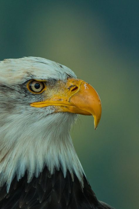 Brown Eagle, American Symbols, Apex Predator, Animal Drawing, Copyright Free, Photos Hd, Animal Heads, Bird Photo, Birds Of Prey