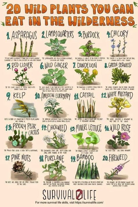 Edible Wild Plants, Ayurvedic Healing, Homesteading Skills, Survival Gardening, Survival Life Hacks, Herbal Healing, Plant Guide, Herbs For Health, Food Forest