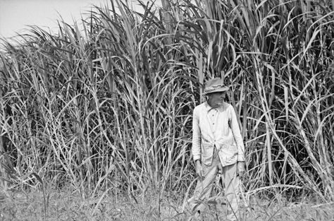 Sugar cane worker, Louisiana, 1935 Plaquemines Parish, Ben Shahn, Vintage Farm, Rural Life, Gulf Coast, Okinawa, Farm Life, Louisiana, A Child