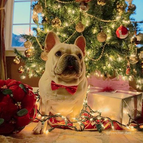 Can you help me finish the tree? I've done about all I can on my own  #Christmas2015 #decorating #ChristmasTree French Bulldog Christmas, Cute Bulldog Puppies, Bulldog Christmas, Frenchie Bulldog, Cute Bulldogs, Cute Dog Pictures, Can You Help Me, Cute French Bulldog, Bulldog Lover