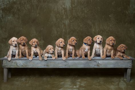 Puppies Photoshoot, 2 Week Old Puppy Photoshoot, Puppy Litter Photoshoot Ideas, Puppy Litter Pictures, Newborn Puppies Photoshoot, Christmas Puppy Litter Photoshoot, Litter Of Puppies Photography, Red Lab Puppies, Professional Dog Photography