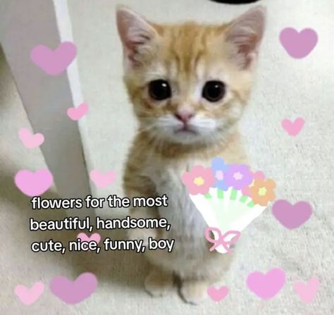 You Are Handsome, Funny Compliments, Cute Cat Memes, Cute Love Memes, Relatable Crush Posts, Silly Cats Pictures, Boyfriend Memes, Funny Profile Pictures, Cute Memes