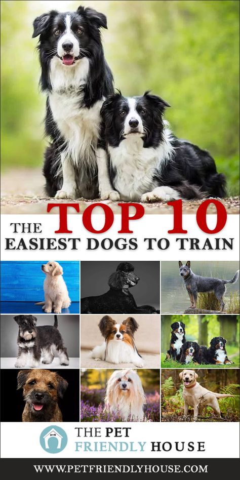 Smart Dog Breeds, How To Train Dogs, Best Small Dog Breeds, Chihuahua Terrier Mix, Best Small Dogs, Chihuahua Terrier, Clever Dog, Easiest Dogs To Train, Dog Behavior Problems