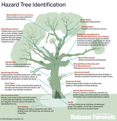 Arborist Climbing Trees, Garden Techniques, Arborist Climbing, Tree Arborist, Adulting Hacks, Nature Facts, Plant Biology, Homestead Layout, Work Hacks