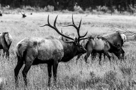 Black and White. Monochrome. Elk Rut at Rocky Mountain National Park. Estes Park, Colorado. Elk Photo, Bull Elk, Gray Scale, Grassy Field, Photography Decor, Mule Deer, Nature Wildlife, Swan Lake, Wildlife Art