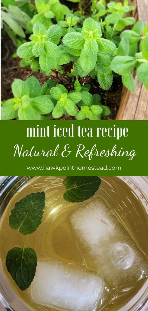 So great to make mint iced tea with fresh mint from your garden! Mint iced tea is such a refreshing drink and from all-natural ingredients.  On a hot summer day, there’s nothing like walking out to your garden, picking some fresh herbs, and making your own herbal tea. This mint tea recipe is the easiest way to enjoy the mint growing in your garden.  Making refreshing teas from flowers, herbs or weeds is such a great and beneficial thing to do. Fresh Mint Tea Recipe, Chocolate Mint Tea Recipe, Mint Jelly Recipe, Bourbon Bbq Sauce Recipe, Mint Growing, Mint Tea Recipe, Tinctures Recipes, Lotion Bars Recipe, Iced Tea Recipe