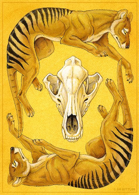 Thylacine Card- Author Unknown Thylacine Drawing, Coyote Totem, Tasmanian Tiger Art, Totem Animals Art, Anthro Coyote Art, Tasmanian Tiger, Ancient Animals, Prehistoric Art, Paleo Art